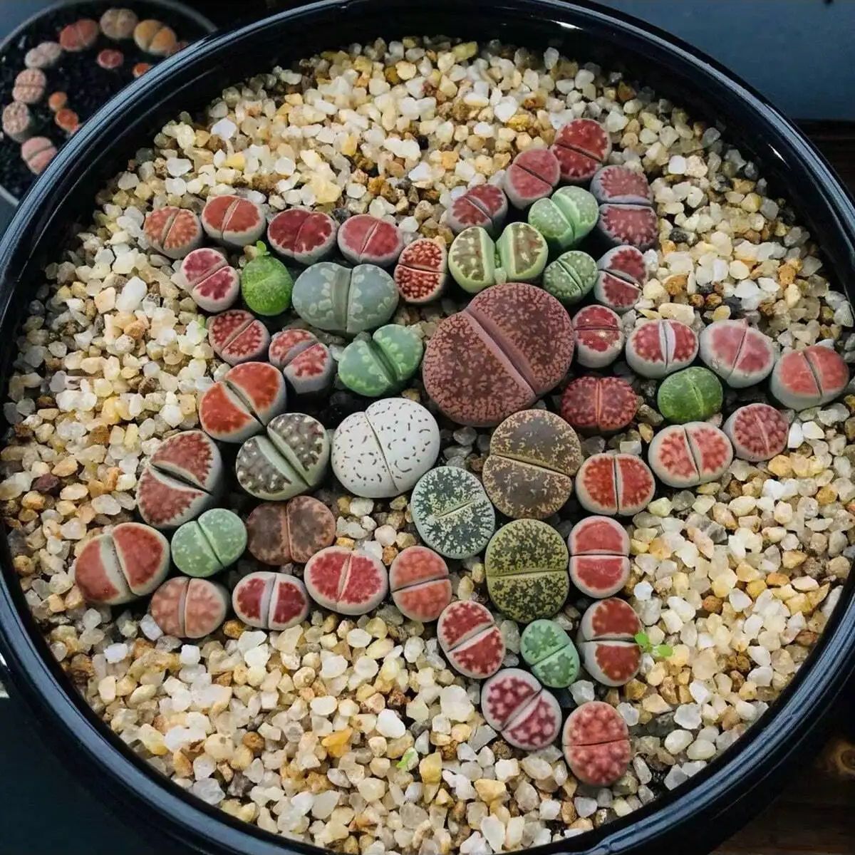 1 pc-250g คริสตัลธรรมชาติกรวดห - Aquarium Marine Sand บทวิจารณ์และราคา